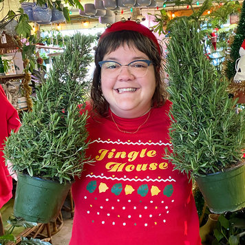 GREEN Rosemary Holiday Tree, 6"