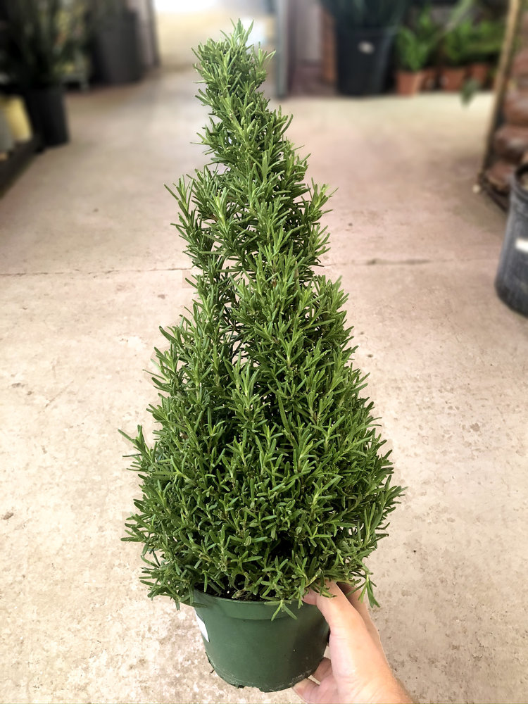 GREEN Rosemary Holiday Tree, 6"