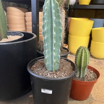 Rough & Rugged Gift Capsule - Jungle House