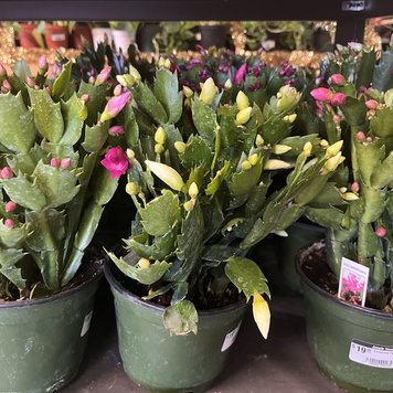 GREEN Christmas Cactus, 6"