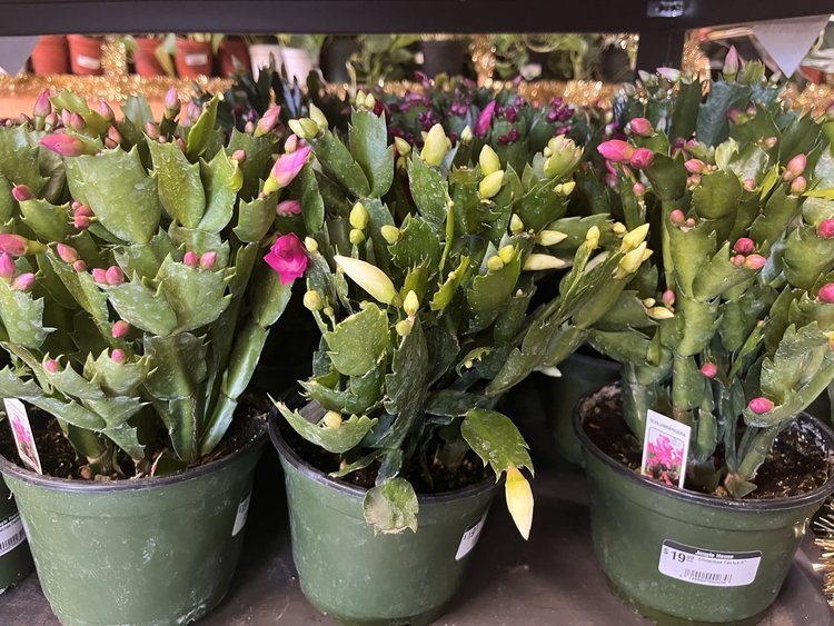 GREEN Christmas Cactus, 6"