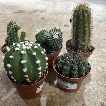 C Cactus-Assorted, 3"