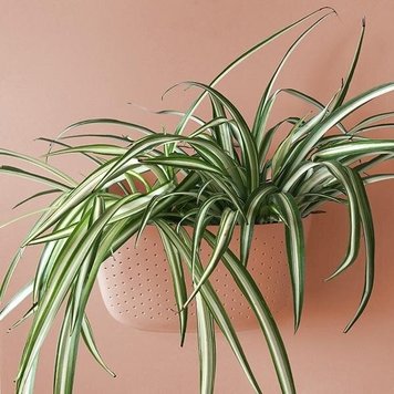 YELLOW Wally Gro Eco Planters