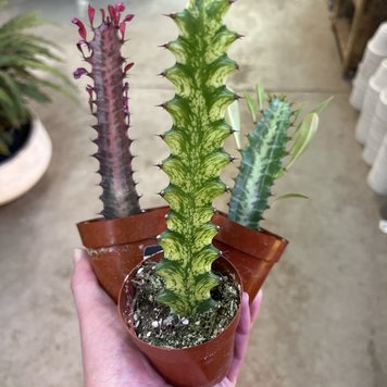 C Euphorbia-Trigona, 3"
