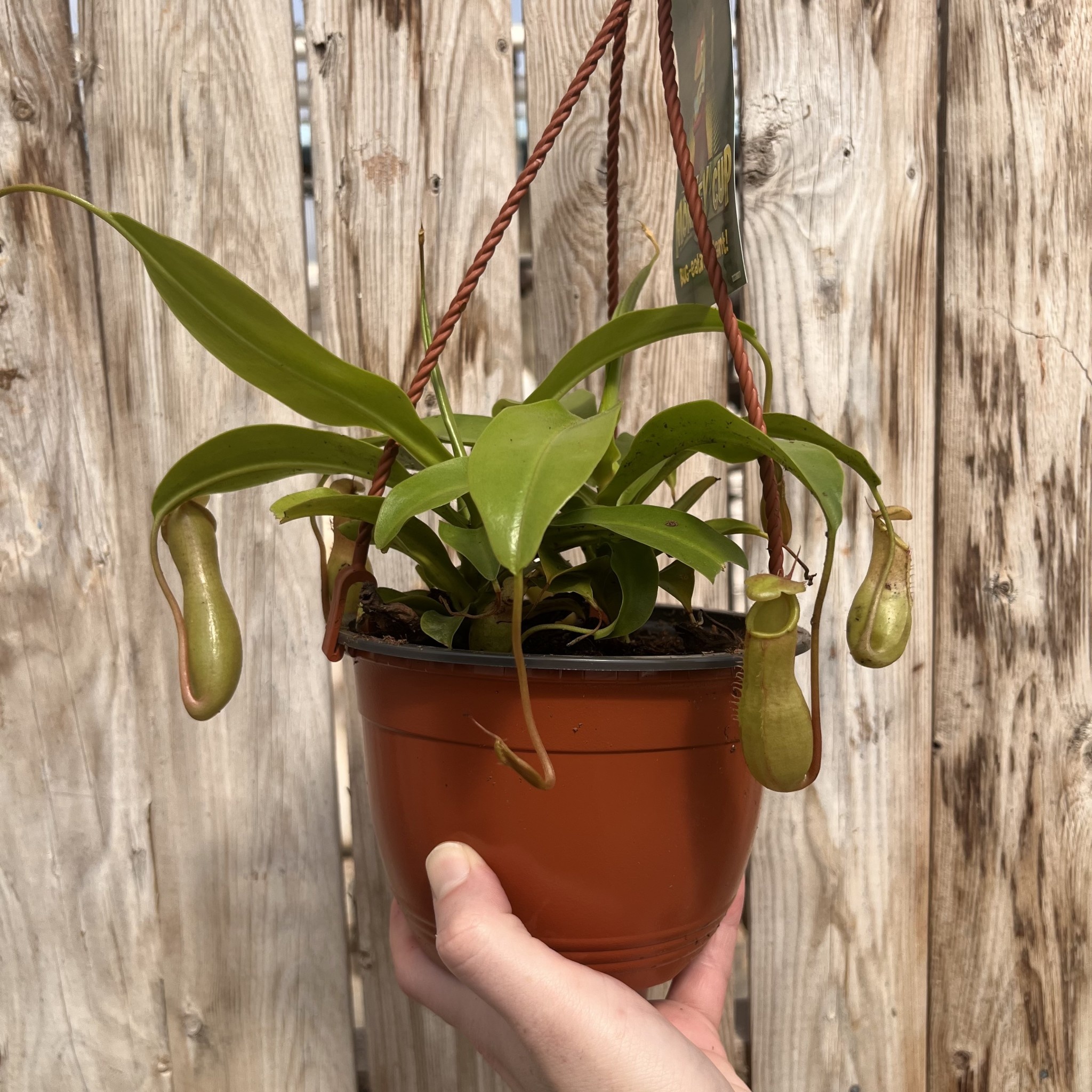 Carnivorous Plant Soil Nepenthes Asian Pitcher Plant - Carnivorous ...