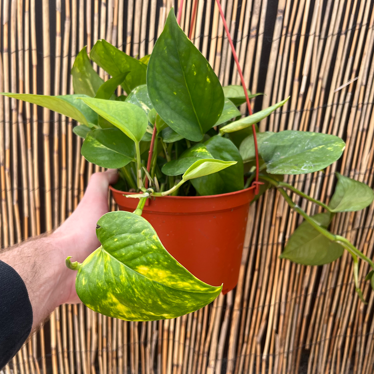 GREEN Pothos - Golden, 6" HB