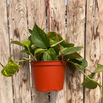 GREEN Pothos - Golden, 6" HB