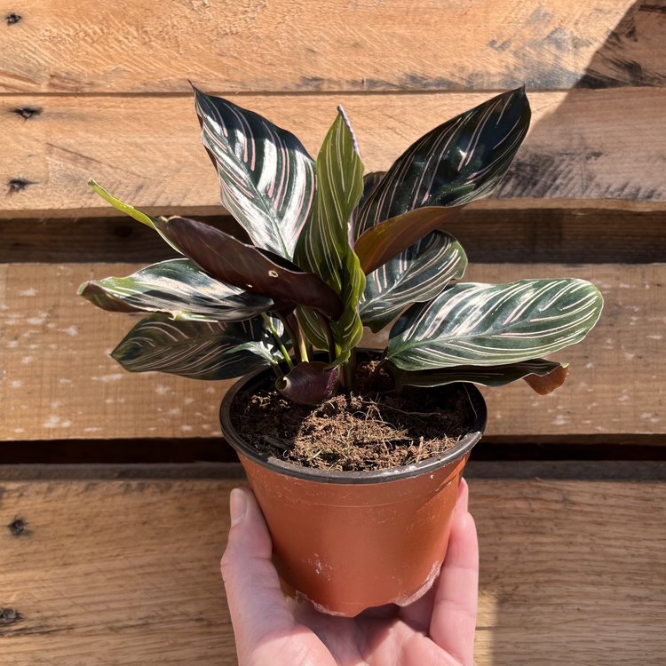 GREEN Calathea-Ornata, 4"