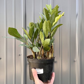GREEN Zamioculcas - Zamifolia (ZZ Plant), 6"