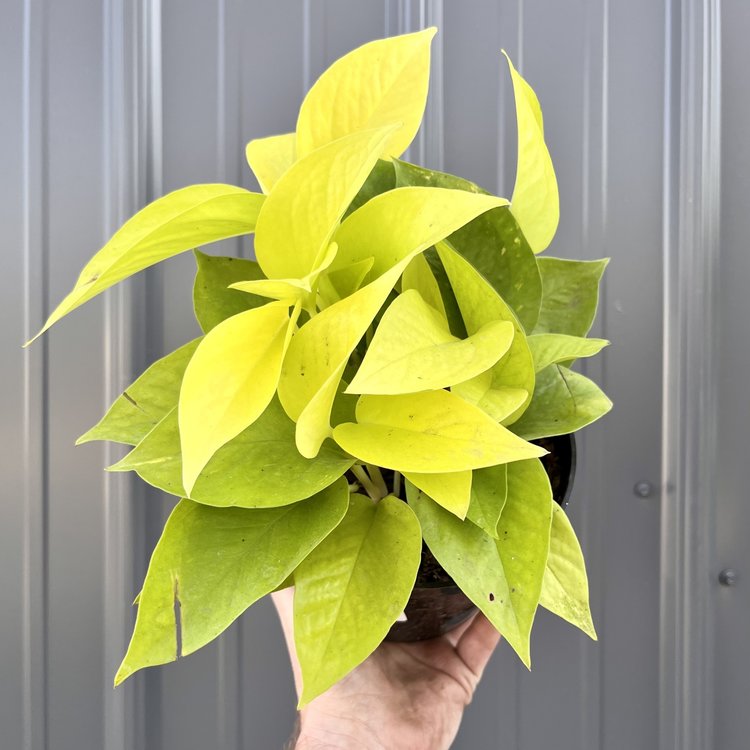 GREEN Pothos-Neon, 6"