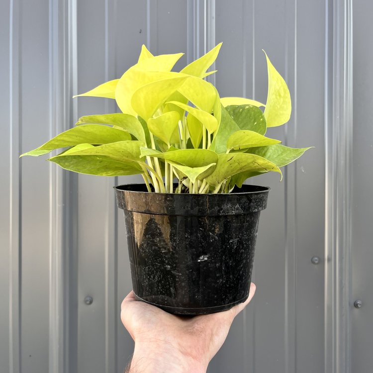 GREEN Pothos-Neon, 6"