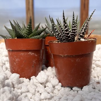 B Haworthia-Assorted, 3"
