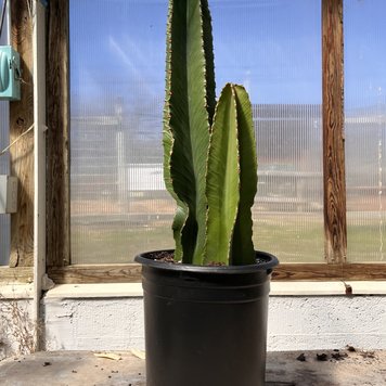 Floor A Euphorbia-Ingens, 10"