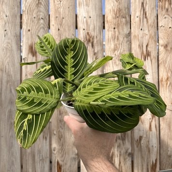 GREEN Maranta-Lemon Lime, 4"