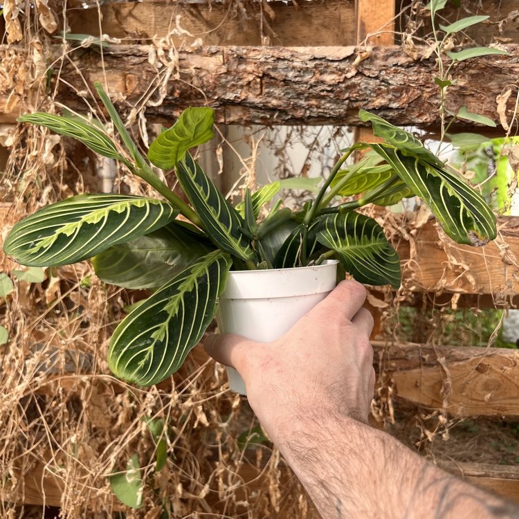 GREEN Maranta-Lemon Lime, 4"