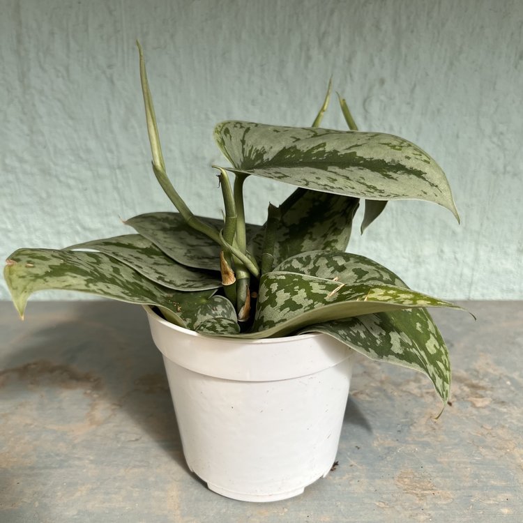 GREEN Scindapsus Pictus - Exotica (Silver Splash Pothos), 4"