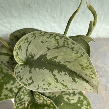 GREEN Scindapsus Pictus - Exotica (Silver Splash Pothos), 4"
