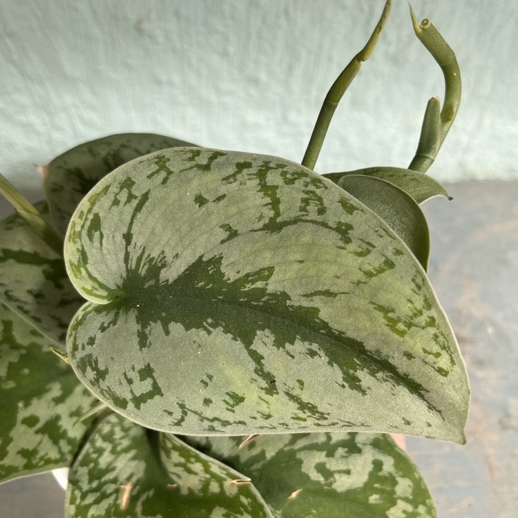 GREEN Scindapsus Pictus - Exotica (Silver Splash Pothos), 4"