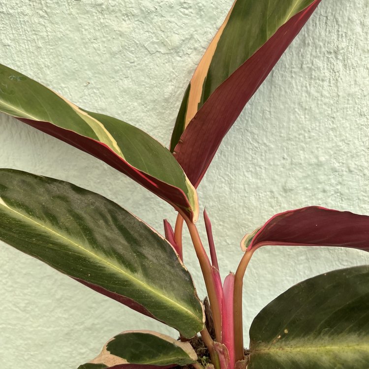 GREEN Stromanthe-Triostar, 4"