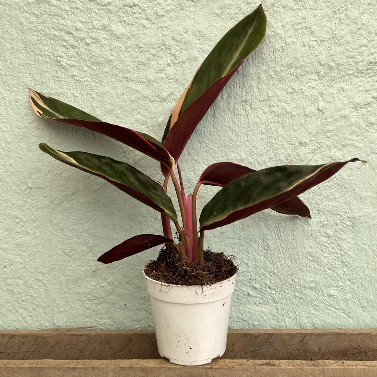 GREEN Stromanthe-Triostar, 4"