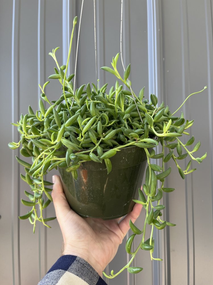 GREEN Senecio-Radicans (String of Bananas), 6" HB