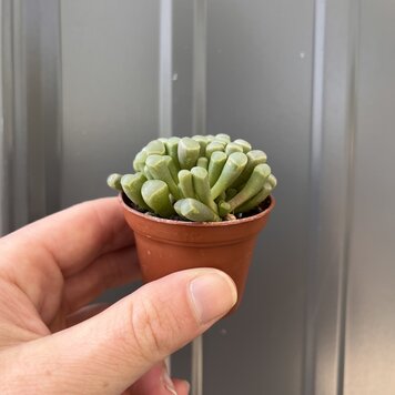 GREEN Mimicry-Baby Toes (Fenestraria rhopalophylla)-2 inch