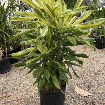 Floor F Dracaena-Sol, 10"