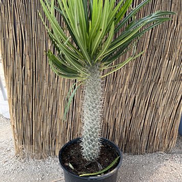 Floor A Pachypodium-Lamerei (Madagascar Palm), 14"