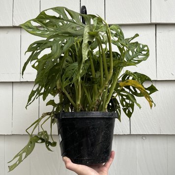 GREEN Monstera-Adansonii, 8" HB