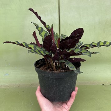 GREEN Calathea-Lancifolia Rattlesnake, 6"