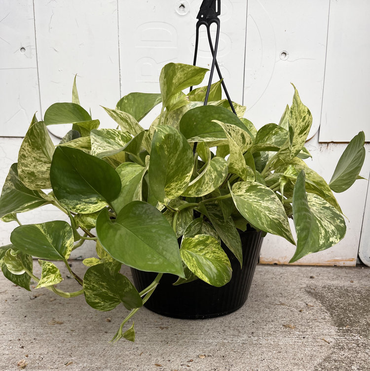 GREEN Pothos-Marble Queen, 8" HB