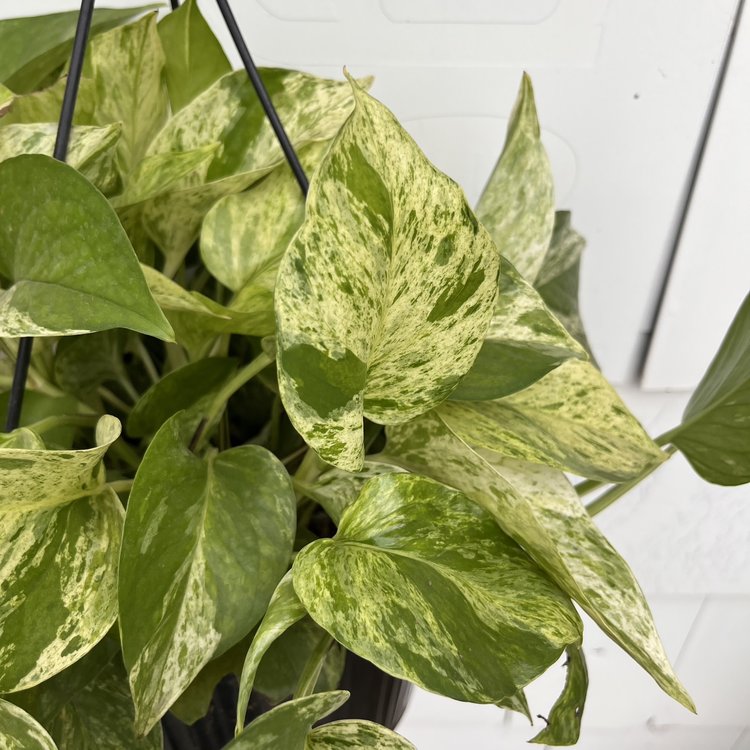 GREEN Pothos-Marble Queen, 8" HB