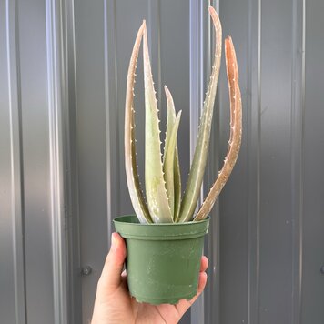 B Aloe-Vera, 4"