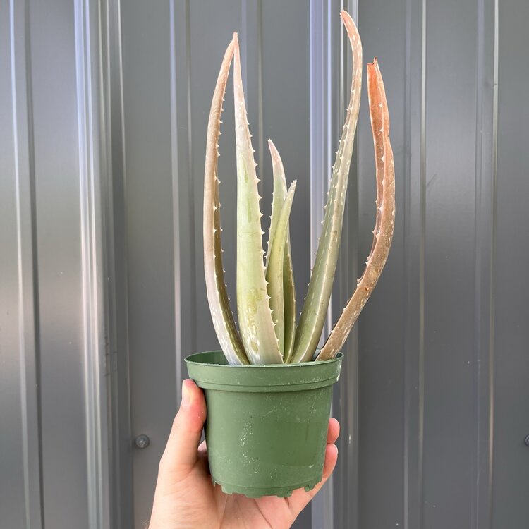 GREEN Aloe-Vera, 4"