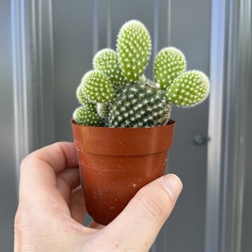 GREEN Opuntia-Assorted 3 inch