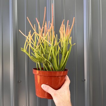 GREEN Pencil Cactus-Fire Sticks, 4"