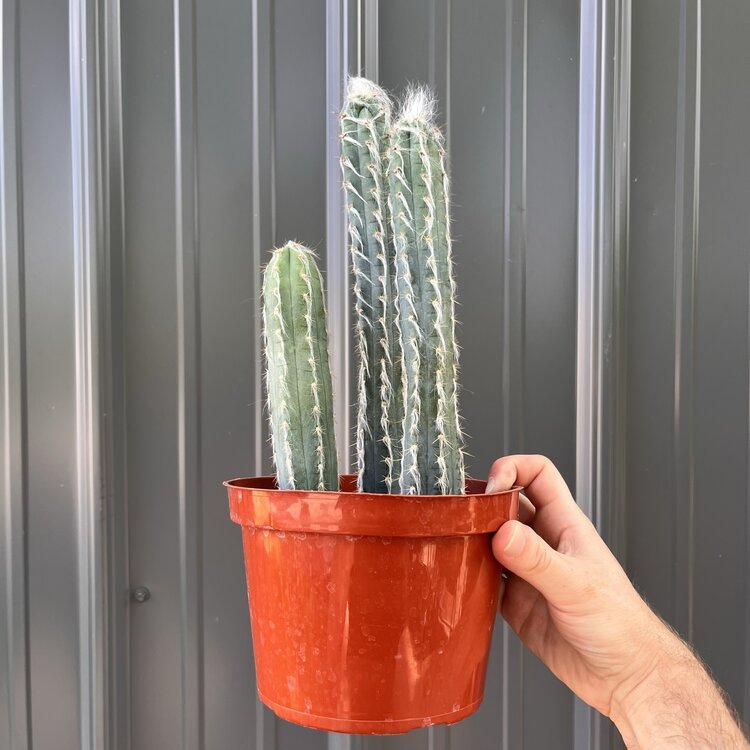 GREEN Pilocereus-Pachycidus, 6"