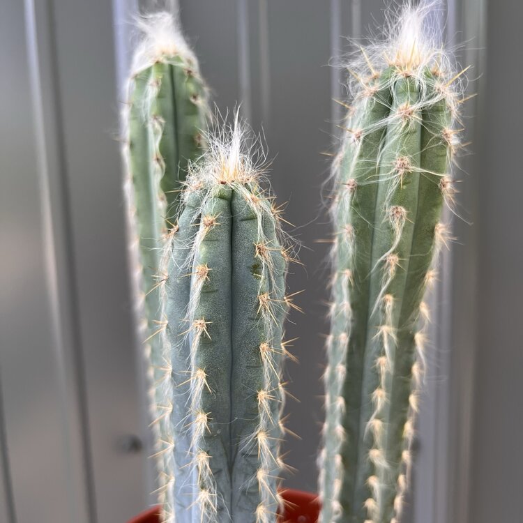 GREEN Pilocereus-Pachycidus, 6"