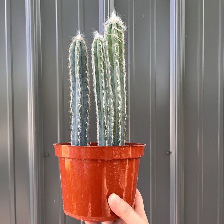 GREEN Pilocereus-Pachycidus, 6"