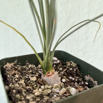 B Calibanus - hookerii 4 inch