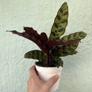 GREEN Calathea-Lancifolia Rattlesnake, 4"