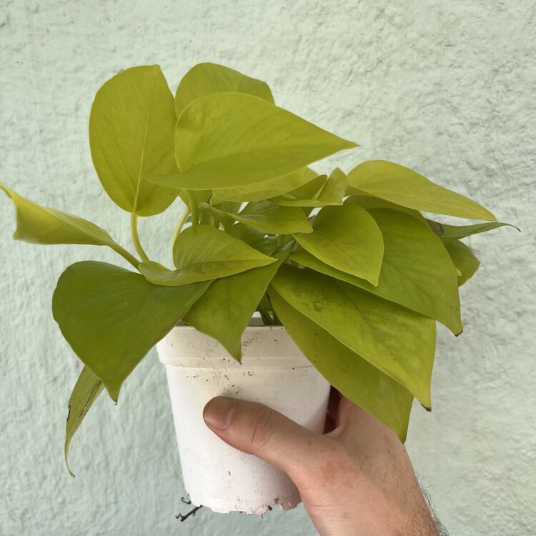 GREEN Pothos-Neon, 4"