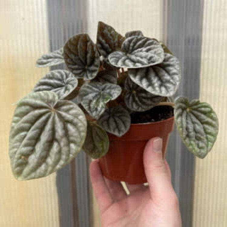 GREEN Peperomia-Assorted 4"