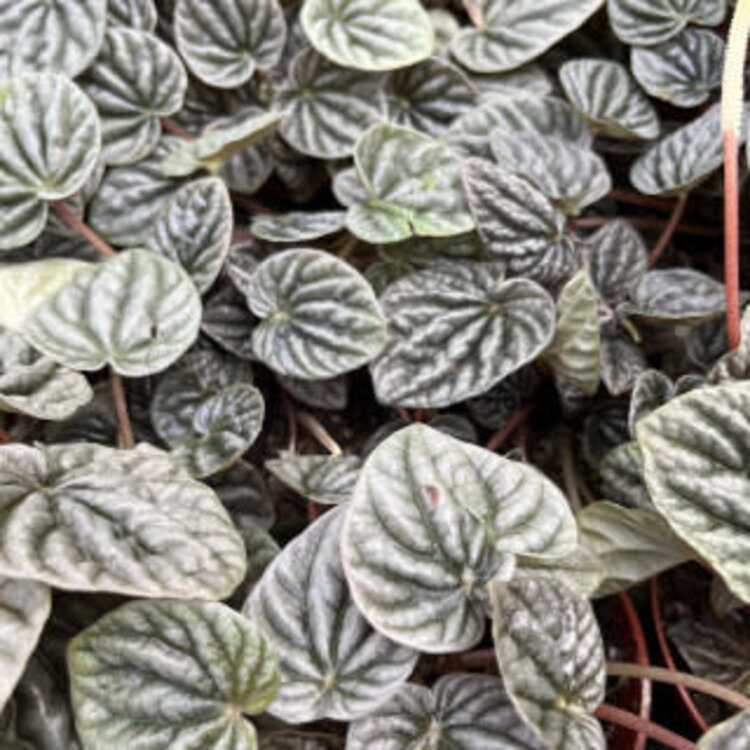 GREEN Peperomia-Assorted 4"