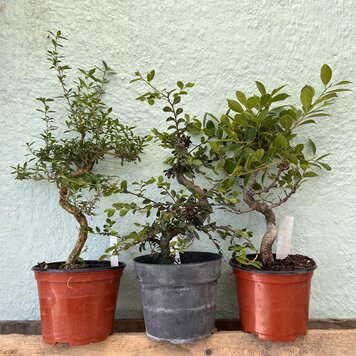 D Bonsai-Imported Stylized Starts, 6"