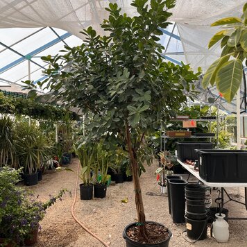 Floor E Ficus-Moclame Standard, 17"