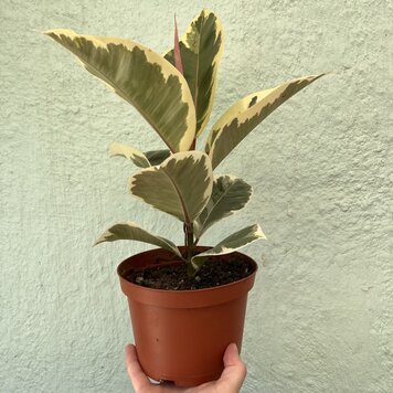 GREEN Ficus-Tineke, 6"