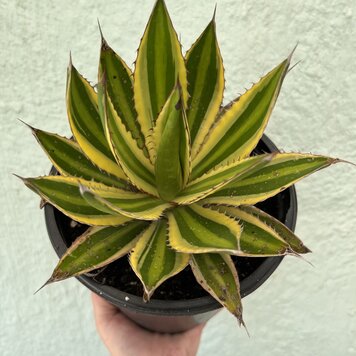 C Agave - Quadricolor, 1 gal