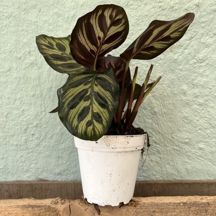 GREEN Calathea-Makoyana, 4"