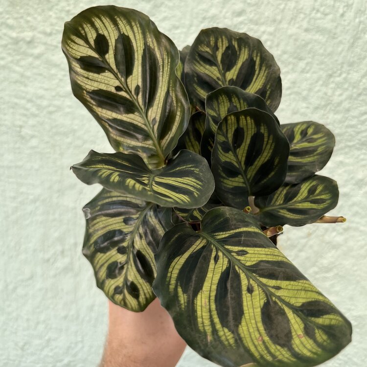GREEN Calathea-Makoyana, 4"
